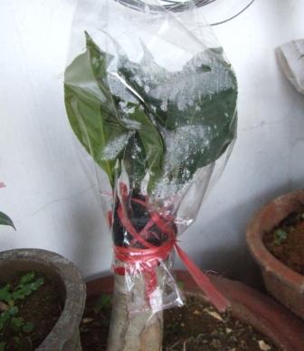 DSCF5376.JPG