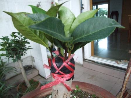 DSCF5336.JPG
