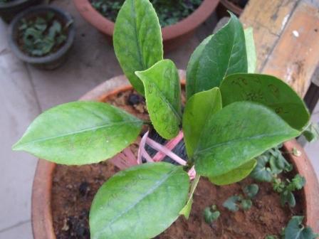 DSCF6033.JPG