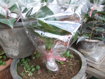 DSCF5373.JPG
