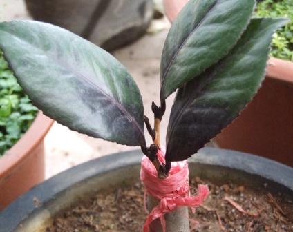 DSCF6052.JPG