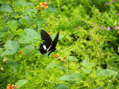 ����Ȫ�ߵĺ���