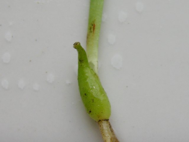 ����ȥ������������