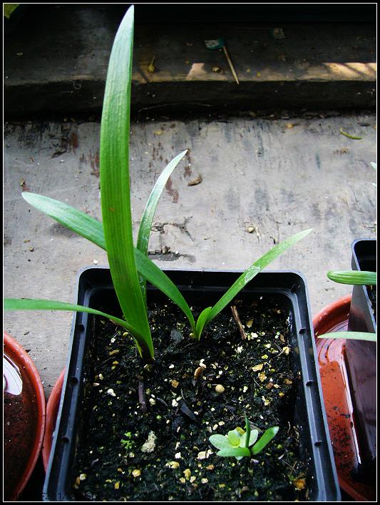 8.23���������ĸ���jewelĸ��Prelude 2.jpg