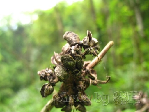 ���ӱ����Ժ�Ĳо�