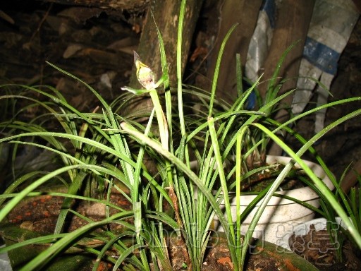 bx050704_sy.jpg