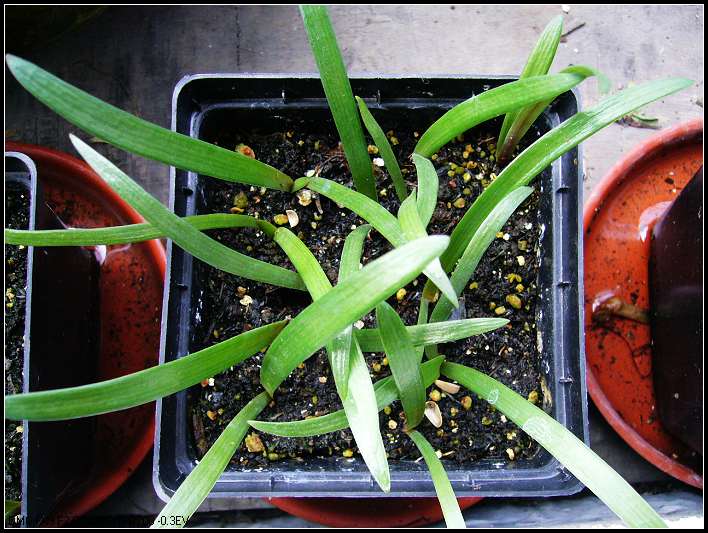 8.23����������red-peacock���ȸ 2.jpg