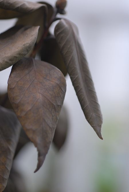 DSC_6071.jpg