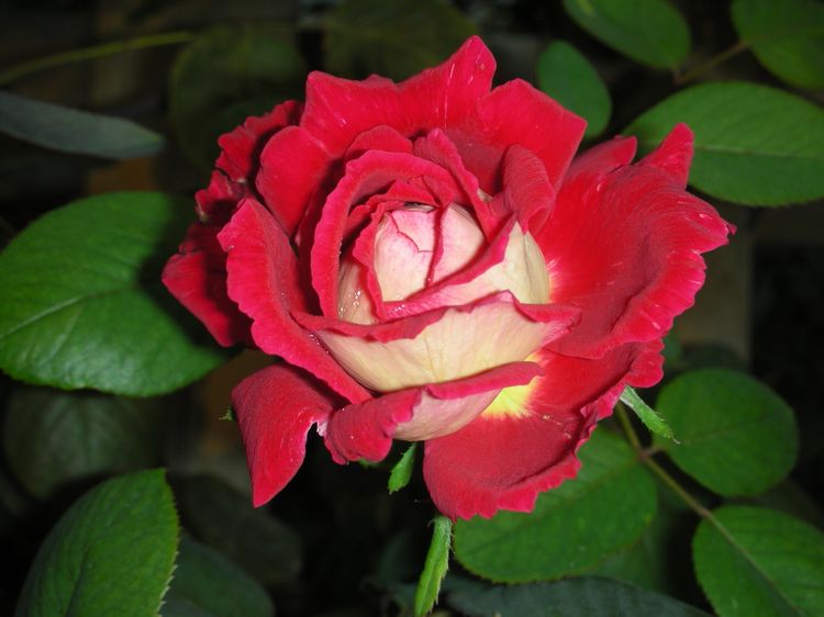 ����ǰ��Ƚ�ϲ���ĺ����Ѿ�