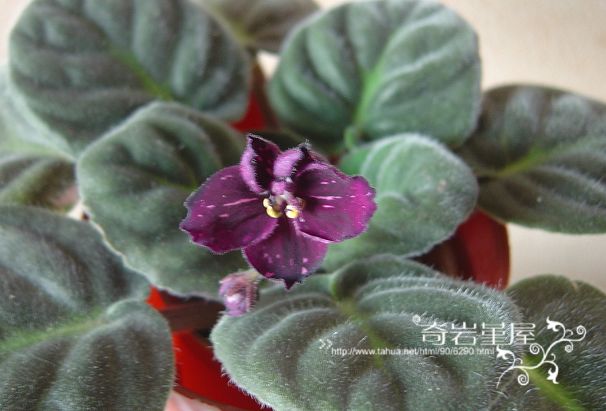 F-52-Fisher��s Leone.JPG