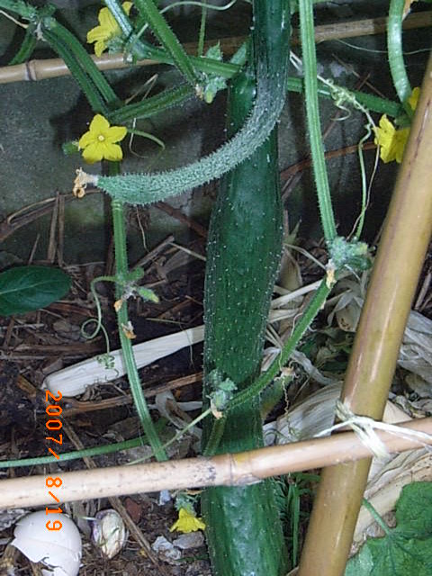 ���˳���ȥ�Ӳ�Ժ��,Ҳ���ҳԵ����Ǹ��ֹϲ�