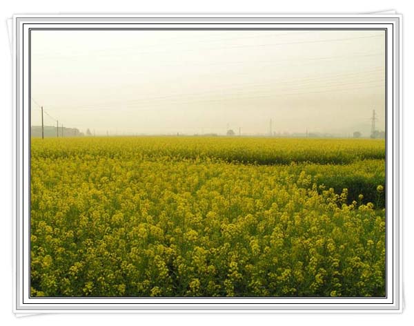 ��Ƭ���Ͳ˻�