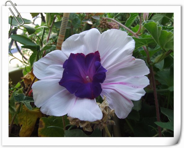 ������С DSCF0015.jpg