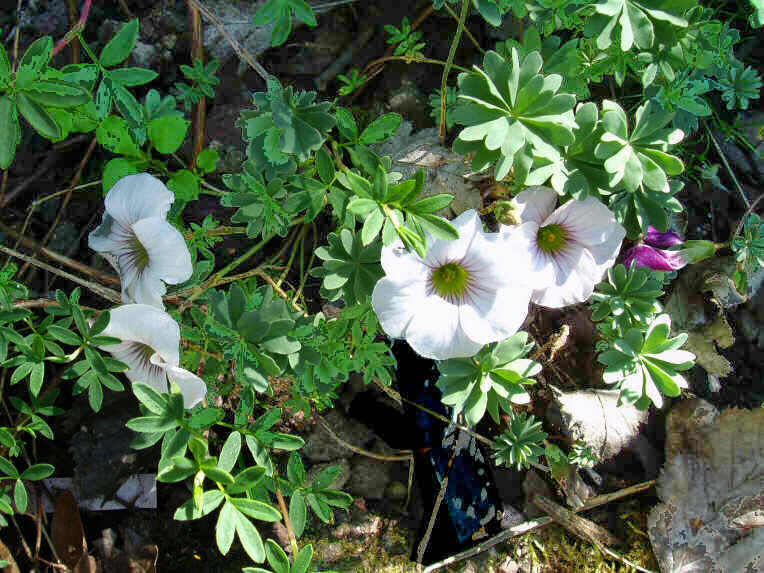 Oxalis enneaphylla2.jpg