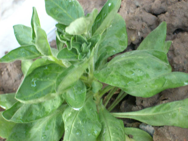 DSCN0239.JPG