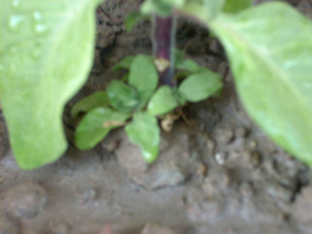 DSCN0234.JPG