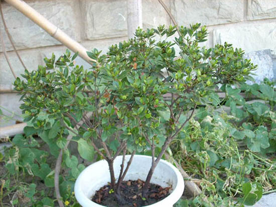 DSCN0245.JPG