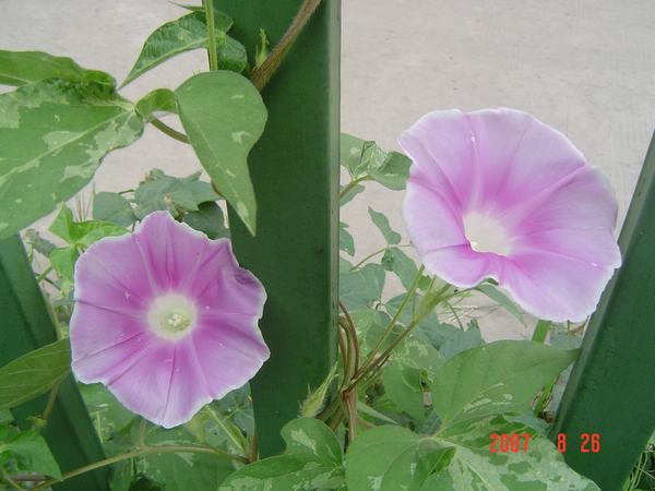 ���ʵ����ɫ��Ҫ��,Ҳ��֪������