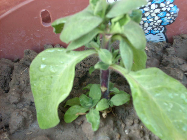 DSCN0236.JPG