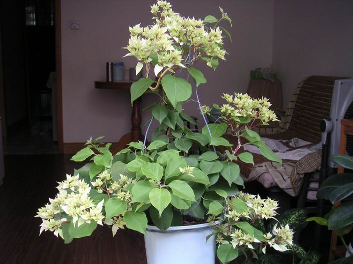 ������С �ذ�׷�708272.jpg