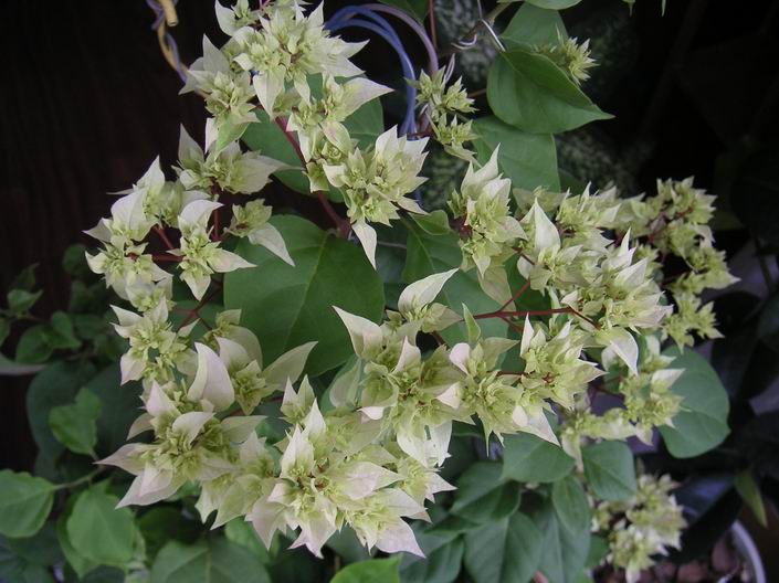 ������С �ذ�׷�708271.jpg