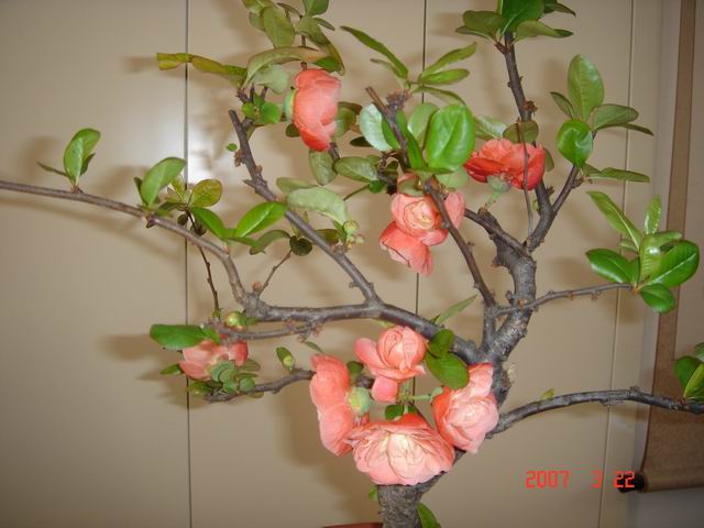 �Ҽҵĺ��Ļ�