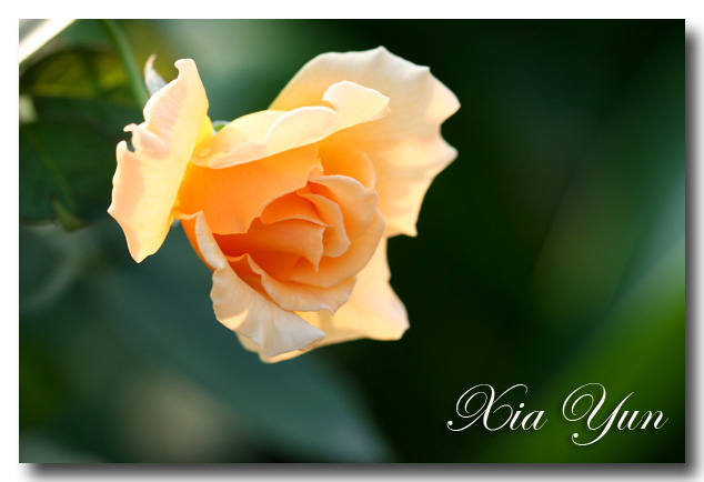 ��˹��.����