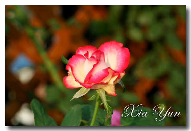 IMG_3204 ����.jpg