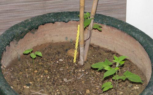 ���˳����������ţ,8��11�ղ��ֵ�.