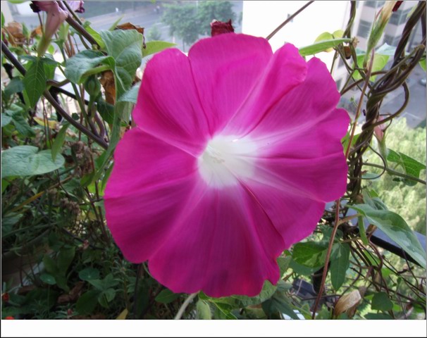 ������С DSCF0008.jpg