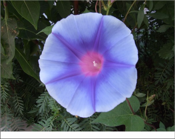 ������С DSCF0052.jpg