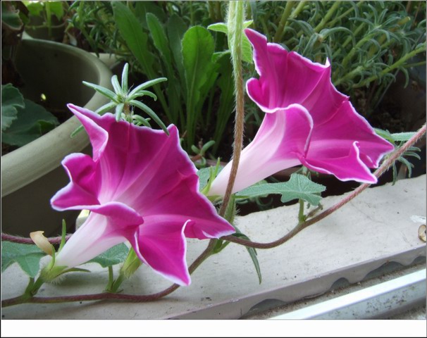 ������С DSCF0010.jpg