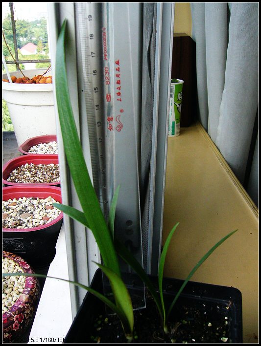 2007.9.1���������ĸ���jewelĸ��Prelude Ҷ��20cm.jpg