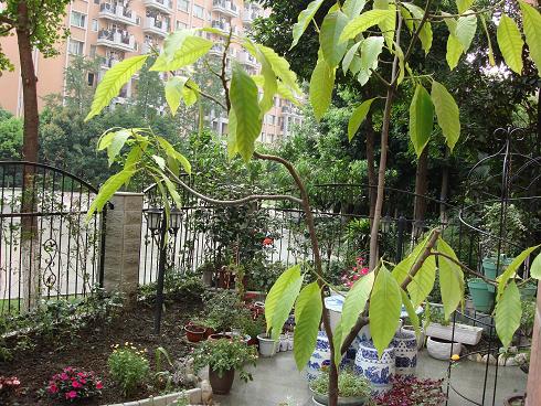 ����������ֲ�󻺹������ˡ�