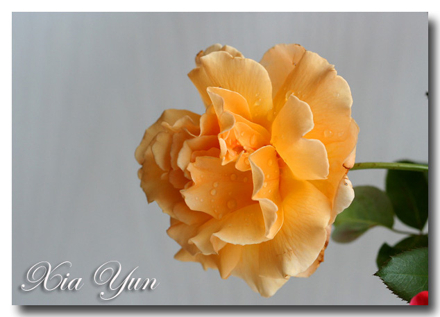 IMG_4079 ����.jpg