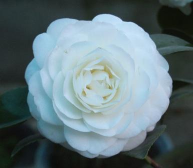 DSCF0490.JPG