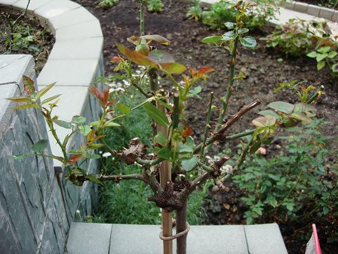 ���ϵ���״�¼���ʼ��ѿ�ˡ�