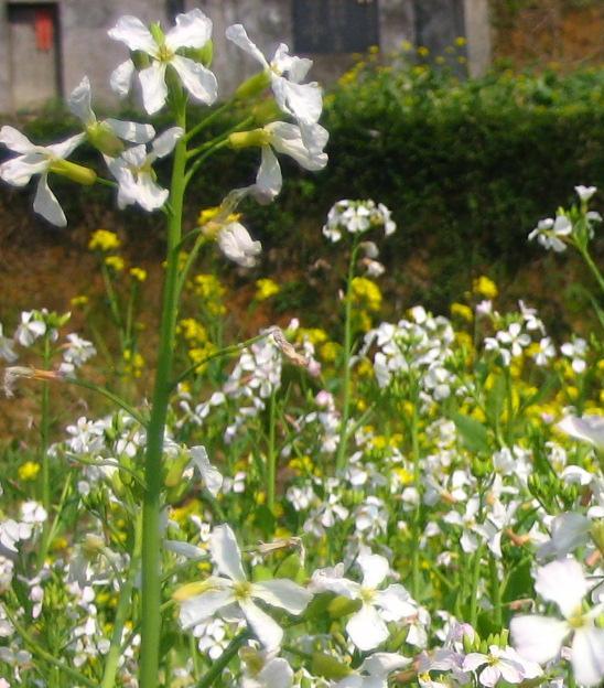 ��Ƭ2007.2.19 289.jpg