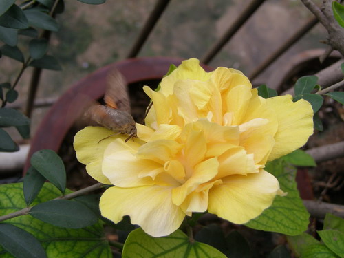 ��Ҳ����һ�ŷ���