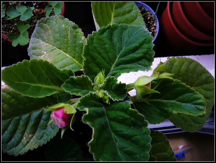 ���м����»���