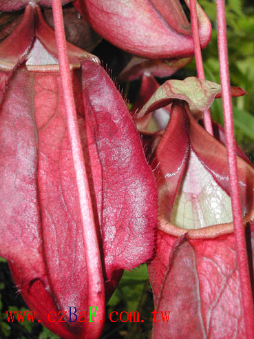 �������ӵķ�����