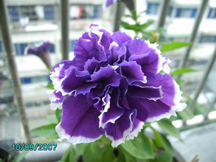 ľ�ϣ����������������İ�ţ������Ҳ������