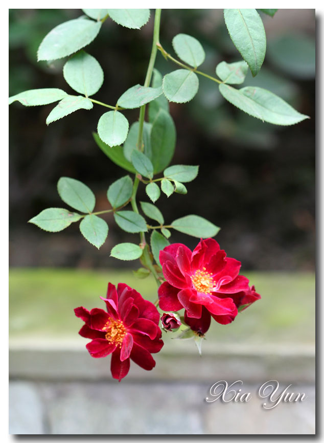 IMG_4277 ����.jpg