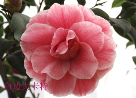 DSCF2705����.jpg