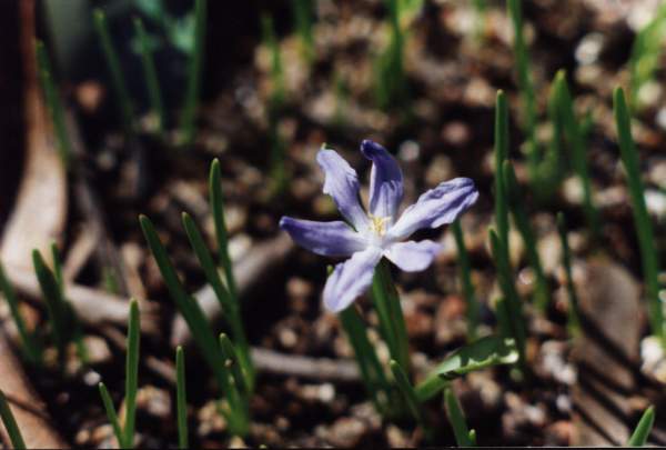 Chionodoxa_blue