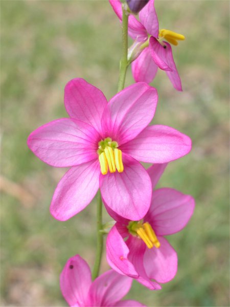  Ixia_scillaris