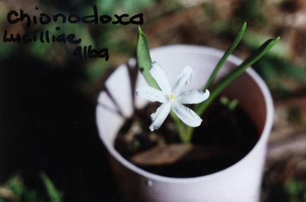Chionodoxa_lucilliae_alba