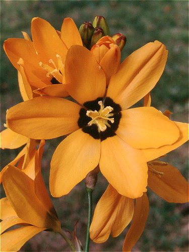 Ixia_maculata