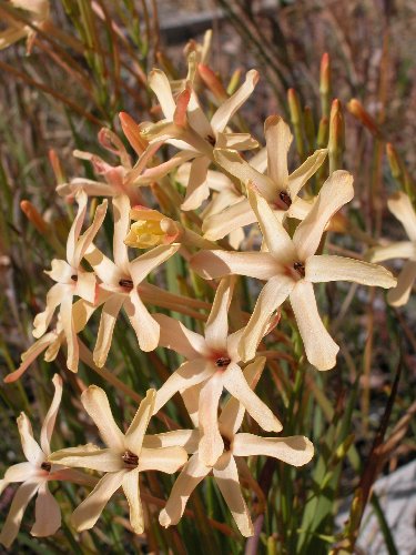 Ixia_paniculata