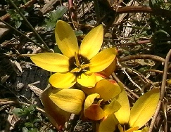 Ixia__The_DutchessDGeog